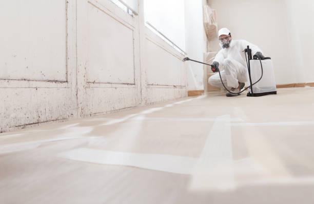 Black mold remediation team in Linden