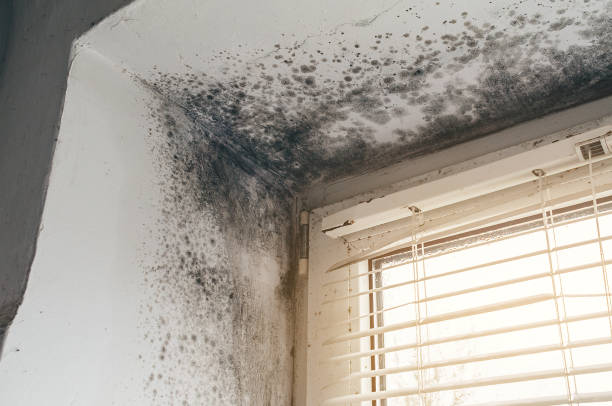 Mold Removal service in Linden